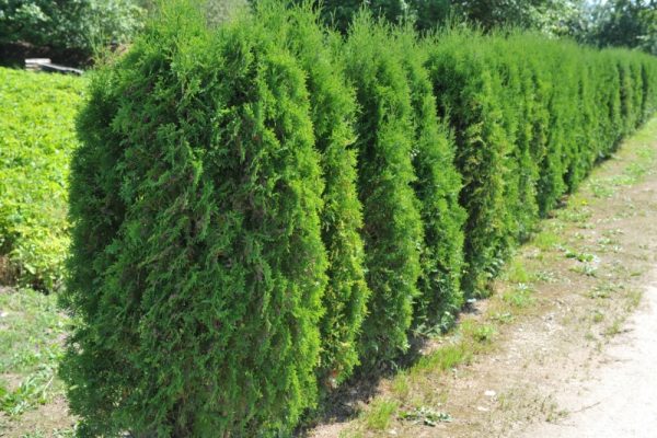 Thuja occidentalis Holmstrup,    