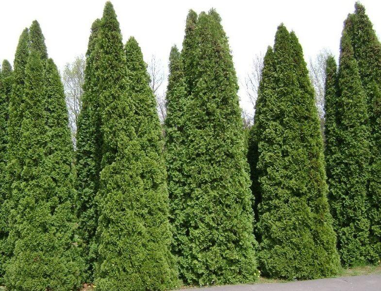 Thuja occidentalis,  