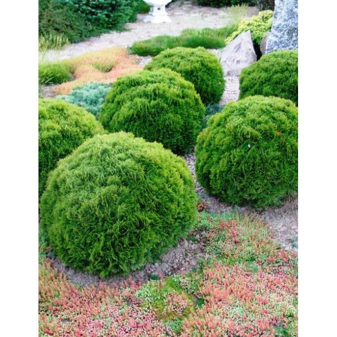 Thuja occidentalis Kobold,   