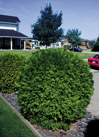 Thuja occidentalis Woodwardii (  )