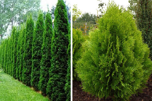 Thuja orientalis,  