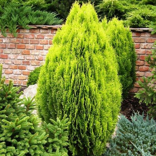 Thuja orientalis Aurea Nana,    