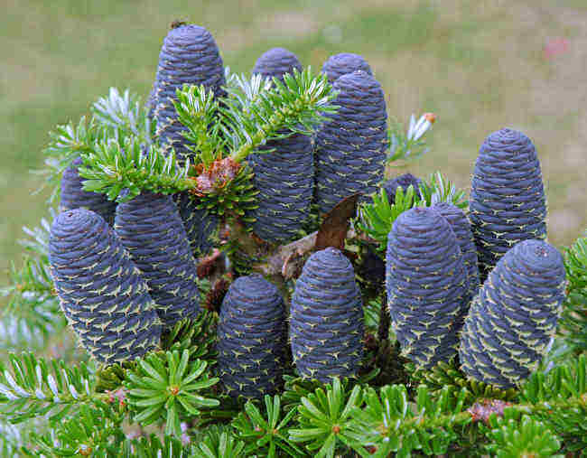 Abies koreana  	( )