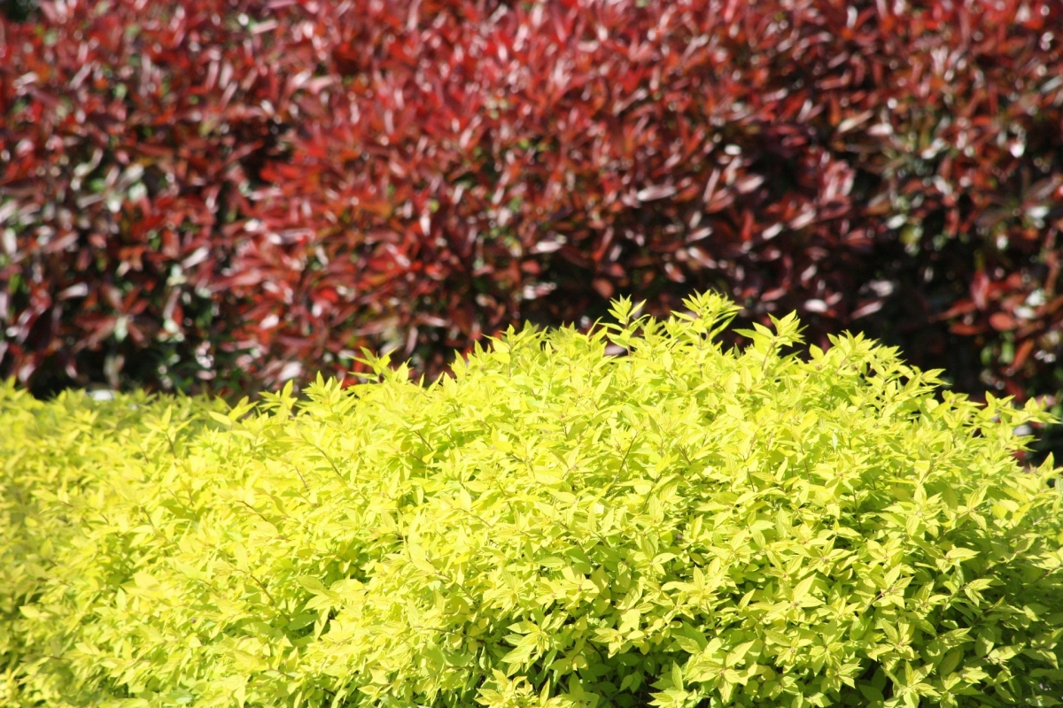 Spiraea japonica "Golden Princess"-   