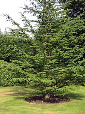 Cedrus atlantica,  