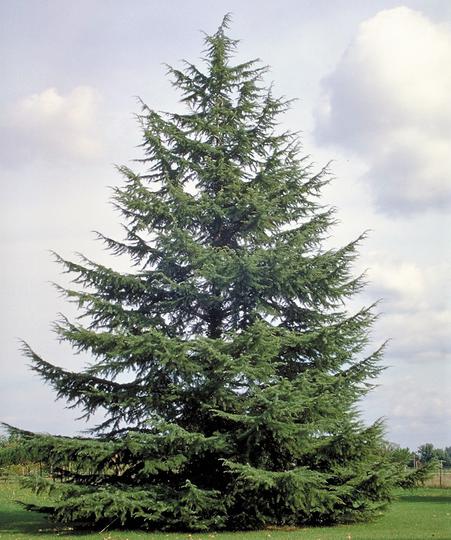 Cedrus atlantica-  