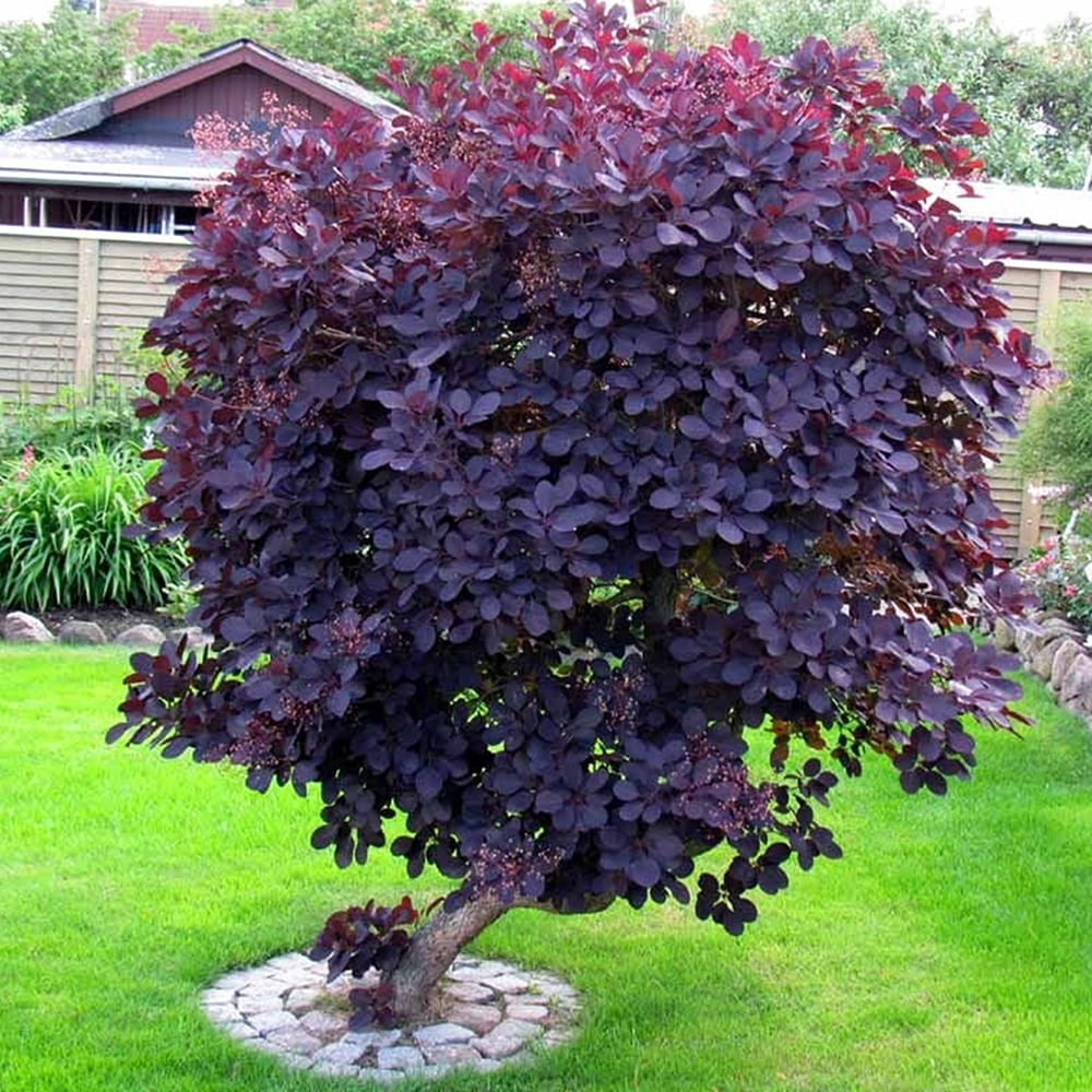 Cotinus coggygria Royal Purple,  