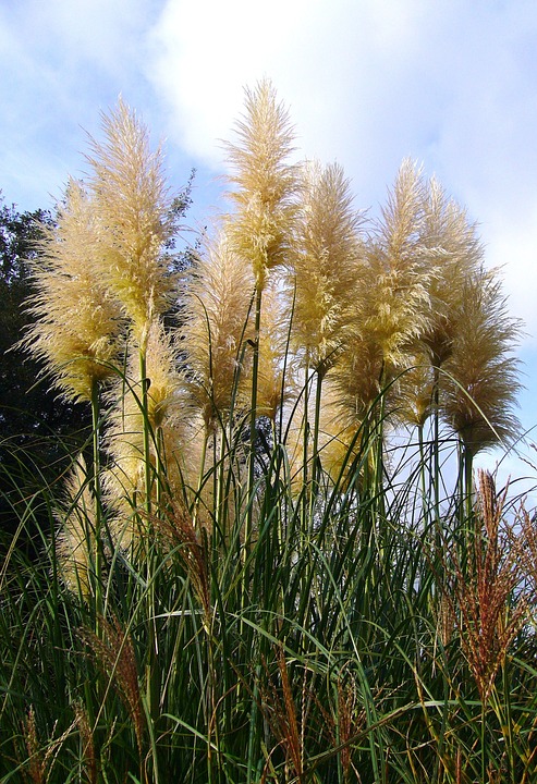 Cortaderia selloana 'White Feather'-  ,    