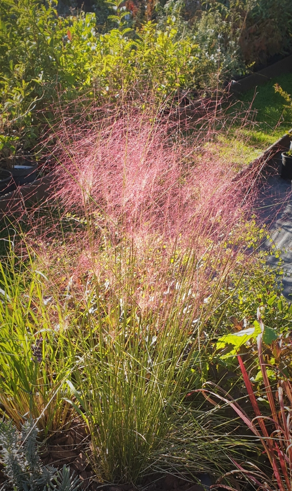 Muhlenbergia capillaris- 