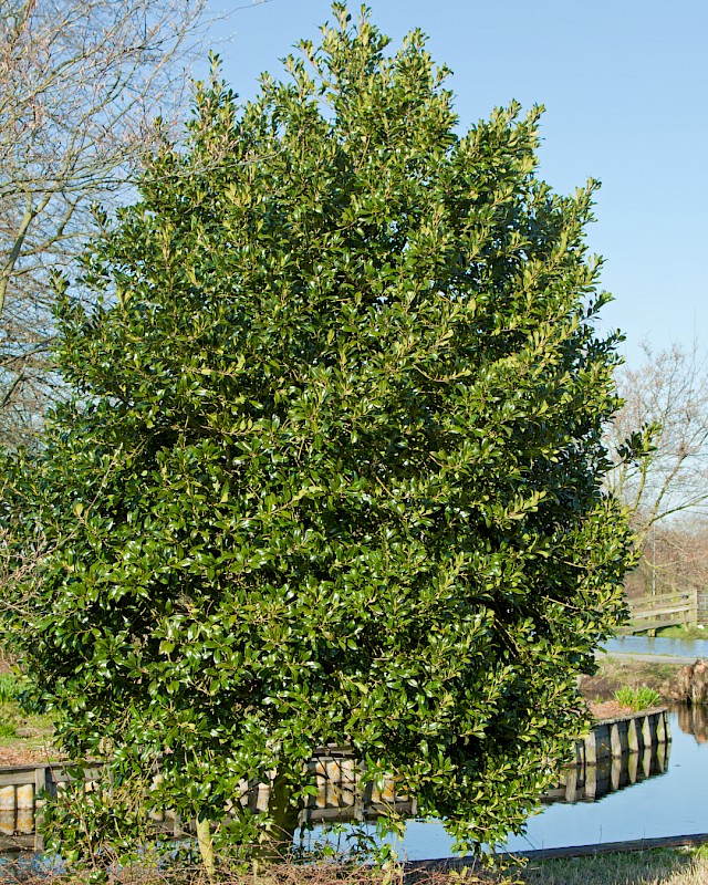 Ilex aquifolium,  