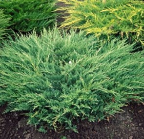 Juniperus horisontalis Andorra Compact