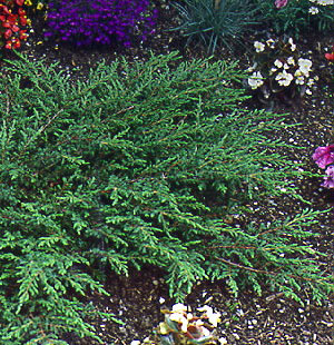 Енциклопедия - Juniperus communis Repanda, Смрика обикновена стелеща Репанда