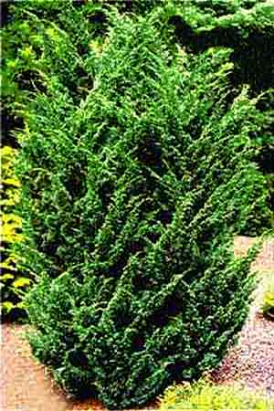 Juniperus chinensis Blaauw