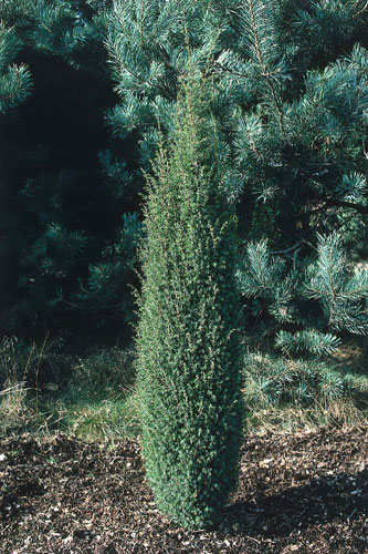 Juniperus communis Hibernica