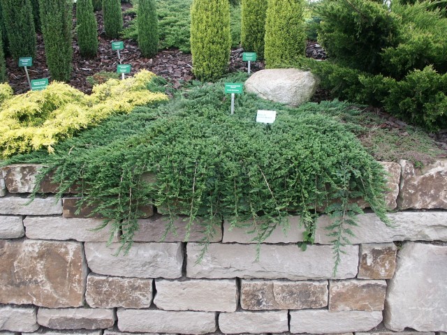 Juniperus horisontalis Glauca