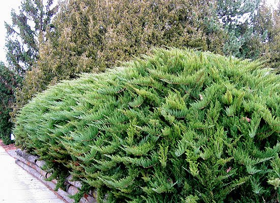 Juniperus sabina, Стелеща хвойна
