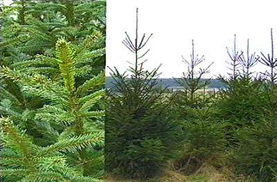 Picea abies,  