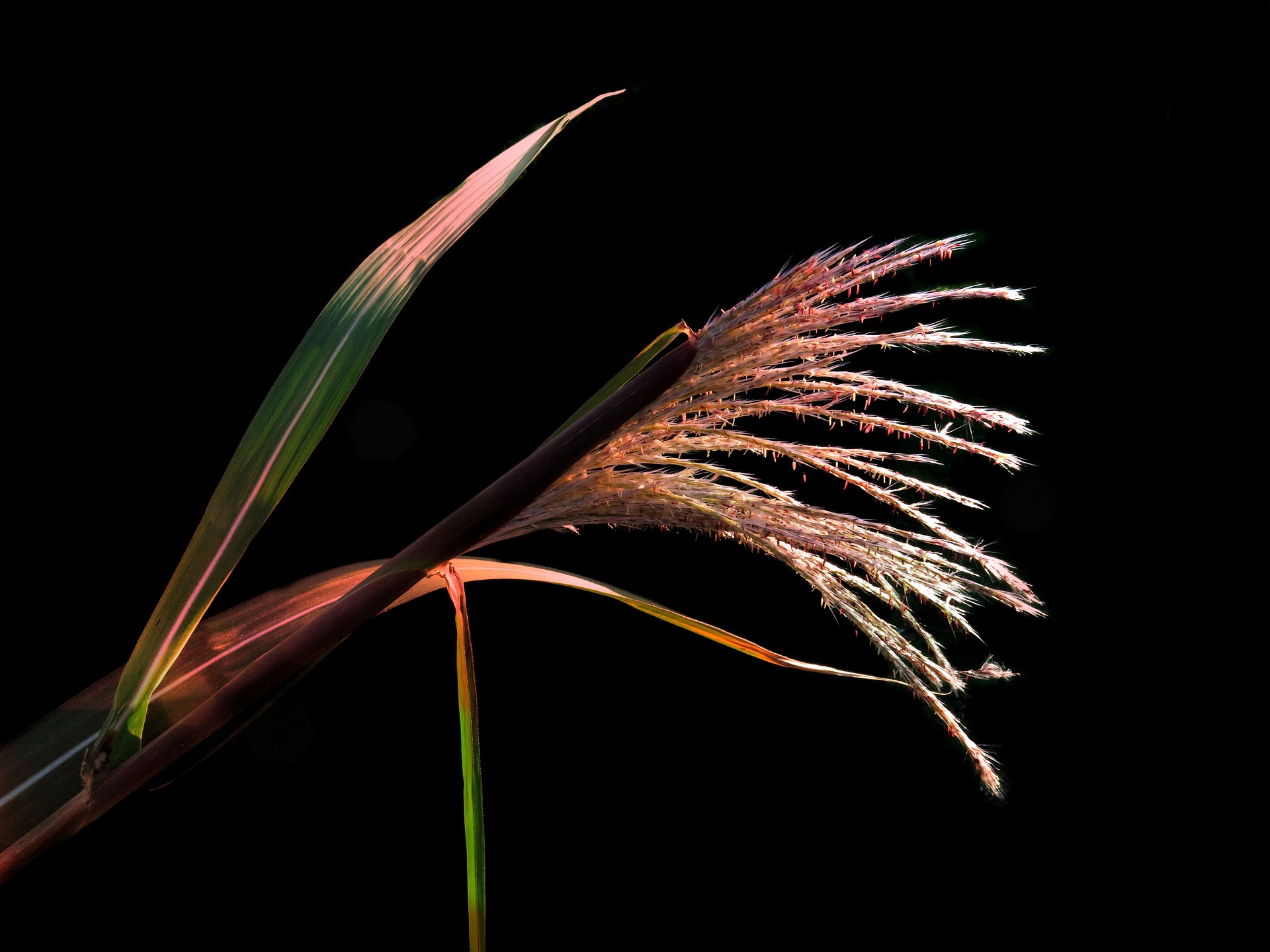 Miscanthus sinensis 'Samurai' -  