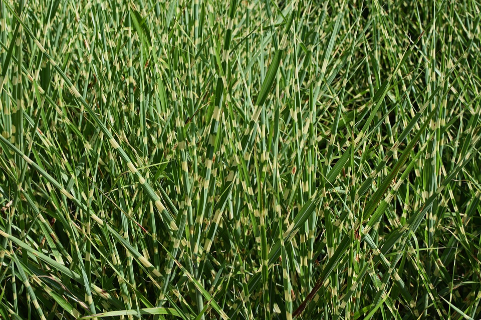 Miscanthus sinensis 'Zebrinus'-  -  