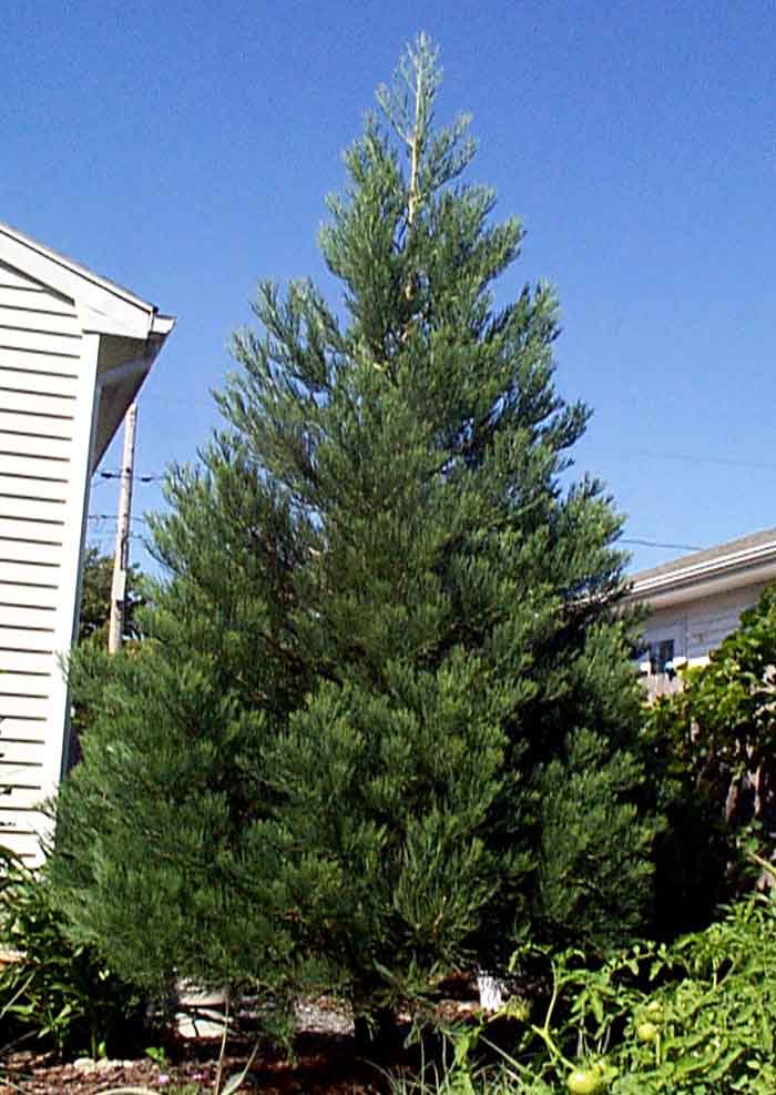 Sequoiadendron giganteum,  ,  